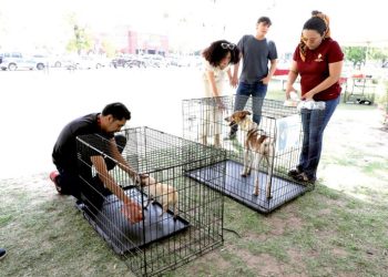 Invitan a Feria de Adopción de mascotas