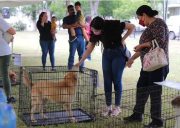 Encuentran hogar 29 mascotas durante Feria de la Adopción