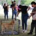 Encuentran hogar 29 mascotas durante Feria de la Adopción