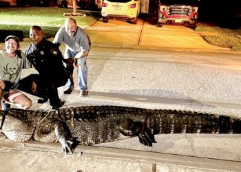 Hallan caimán de más de 3 metros