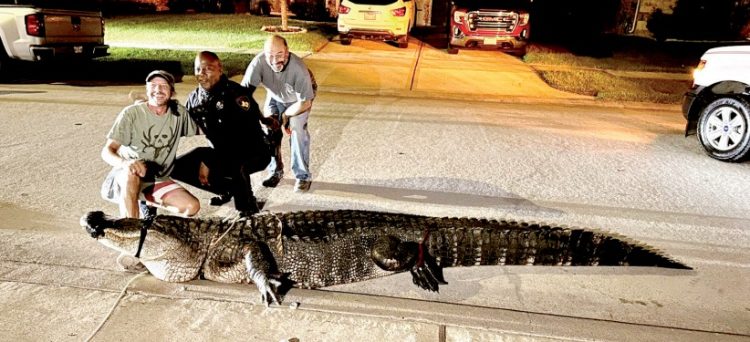 Hallan caimán de más de 3 metros