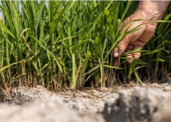 Lluvias refrescan el campo en la región