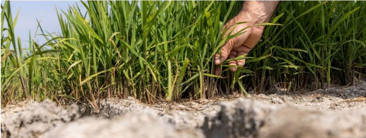 Lluvias refrescan el campo en la región