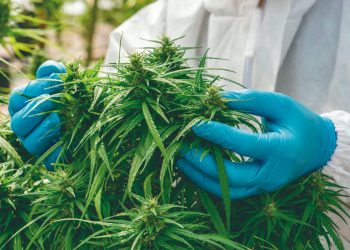 Texas rechaza marihuana medicinal contra el dolor
