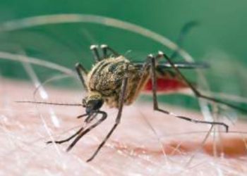 Se reporta un caso de malaria en Laredo