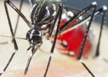 EN TEXAS Emite EU alerta sanitaria por casos de malaria