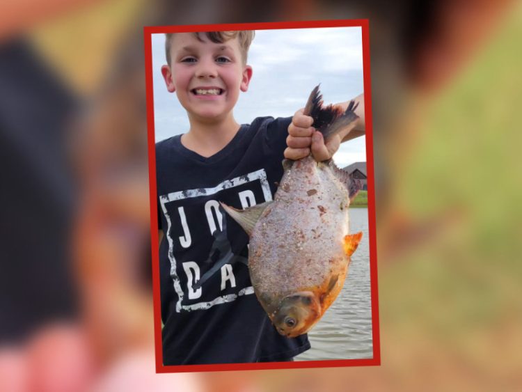 Niño pesca extraño pez con dientes humanos en estanque de Oklahoma