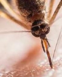 EMERGENCIA SANITARIA Alerta en Texas por primer caso del virus del Nilo