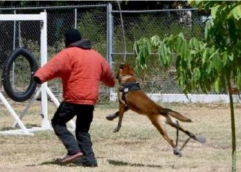 DENTRO DE LA GUARDIA ESTATAL Desempeñan elementos caninos labor destacada