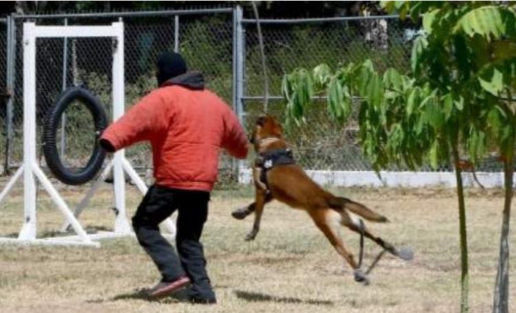 DENTRO DE LA GUARDIA ESTATAL Desempeñan elementos caninos labor destacada