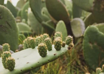 ¿Es cierto que las tunas ‘tapan’? La respuesta te sorprenderá