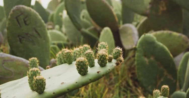 ¿Es cierto que las tunas ‘tapan’? La respuesta te sorprenderá