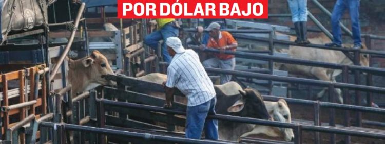 Suben exportaciones pero pierden ganaderos
