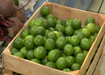 Gobernador de Michoacán descarta que el aumento en el precio del limón sea debido a extorsiones