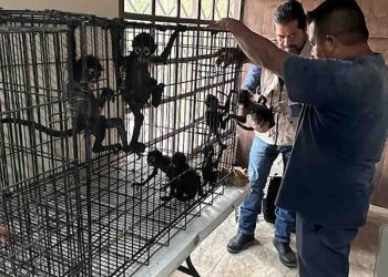 Monos Araña Decomisados por Patrulla Fronteriza Encuentran Refugio en Zoológico