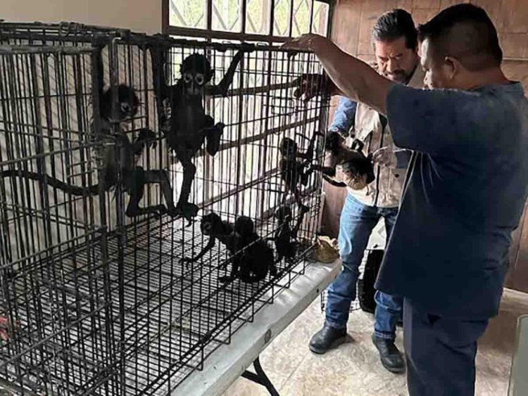 Monos Araña Decomisados por Patrulla Fronteriza Encuentran Refugio en Zoológico