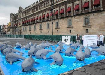 Alerta de Extinción de Vaquita Marina Respaldada por Científicos y Organizaciones Mexicanas