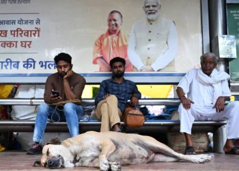 La India emprende operación para reducir número de perros callejeros en sus calles