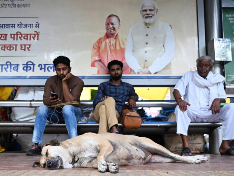 La India emprende operación para reducir número de perros callejeros en sus calles