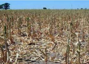 FOCO ROJO En riesgo alimentos de canasta básica