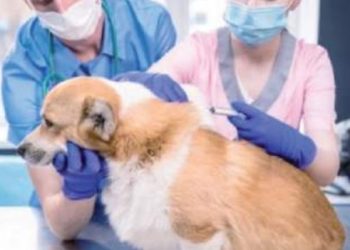 Aplican vacunas a mascotas contra la rabia en Clínicas UNE y Zoológico