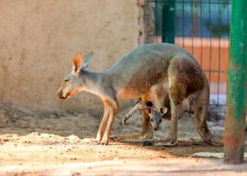 Nacimientos Exitosos en el Zoológico y Acuario de Nuevo Laredo