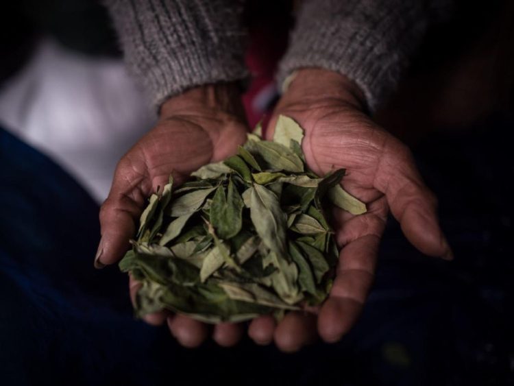 Colombia busca sustituir 100 mil hectáreas de cultivo de hoja de coca