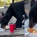 Oso en Chipinque se come los tacos de familia durante encuentro cercano