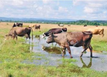 ASEGURAN GANADEROS Lluvias ayudaron a humedecer el campo