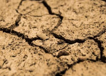 Sequía Afecta Severamente al Campo Mexicano con Más de 500 Mil Hectáreas de Cultivos Dañados