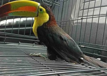 Atoran lucha para proteger especies; Semarnat rezaga expedientes