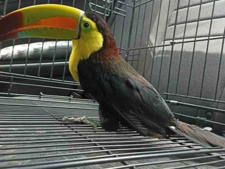 Atoran lucha para proteger especies; Semarnat rezaga expedientes