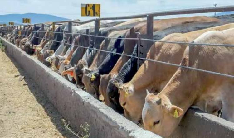 Se acabó el encanto en la venta de ganado a los EU
