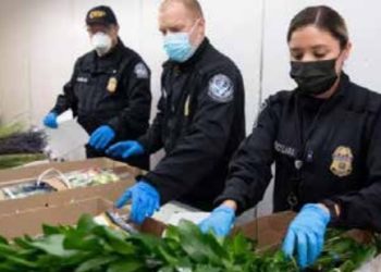 Alerta CBP no cruzar cítricos, multas van de $500 a $250,000