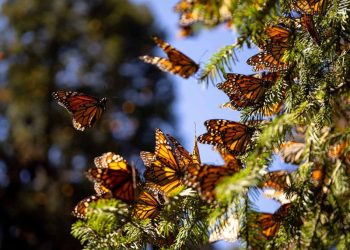 Llegada de la Mariposa Monarca a México