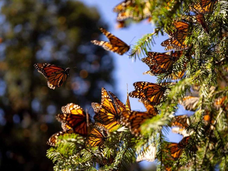 Llegada de la Mariposa Monarca a México