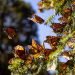 Llegada de la Mariposa Monarca a México