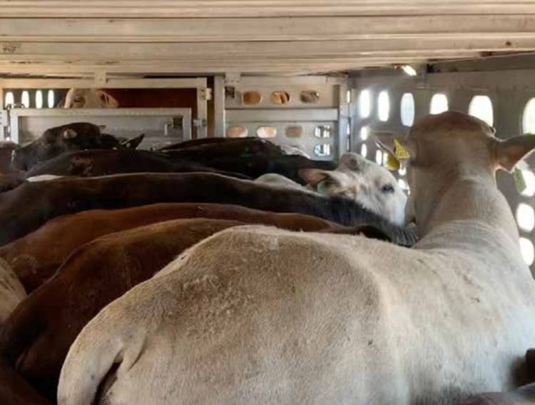 POR CIERRE EN COLOMBIA Ciudades fronterizas disputan el ganado