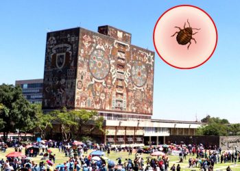 UNAM Fumigará sus Instalaciones Aunque no se Detecte Plaga de Chinches