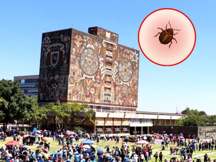 UNAM Fumigará sus Instalaciones Aunque no se Detecte Plaga de Chinches