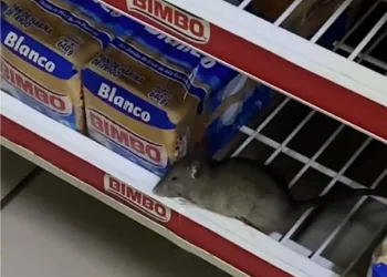 Captan a rata ‘descansando’ entre barras de pan BIMBO 