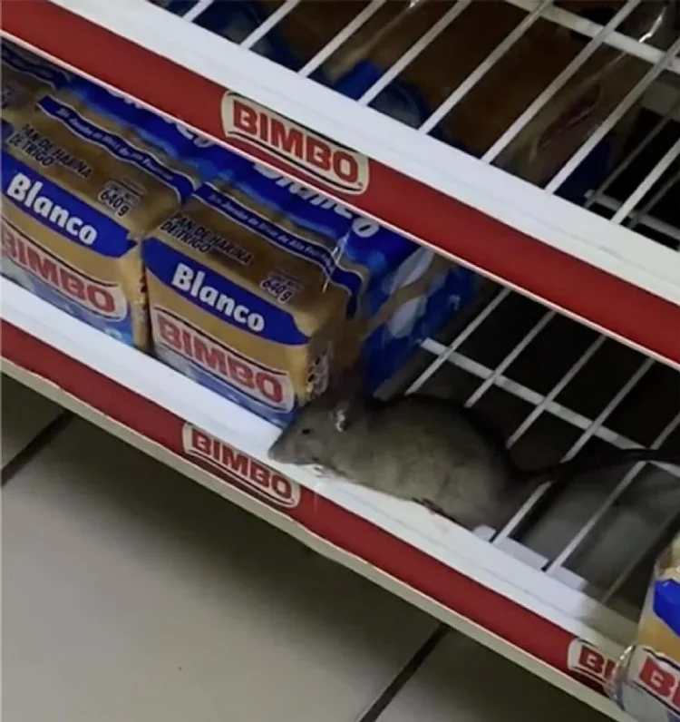 Captan a rata ‘descansando’ entre barras de pan BIMBO