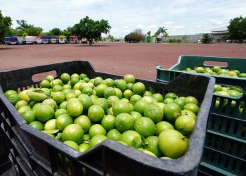 Estabilidad en el Costo de la Canasta Alimentaria en México