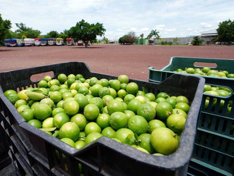 Estabilidad en el Costo de la Canasta Alimentaria en México