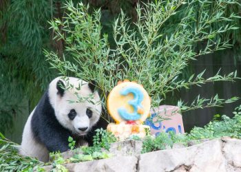 Washington se queda sin pandas: en medio de tensiones, devuelve ejemplares a China