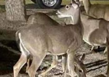 Inicia temporada de caza del venado cola blanca