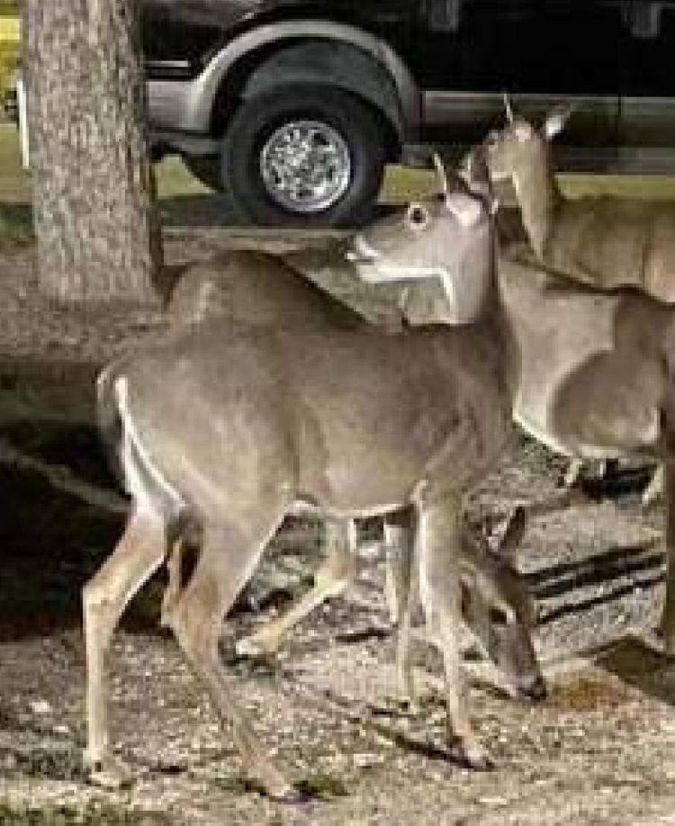 Inicia temporada de caza del venado cola blanca