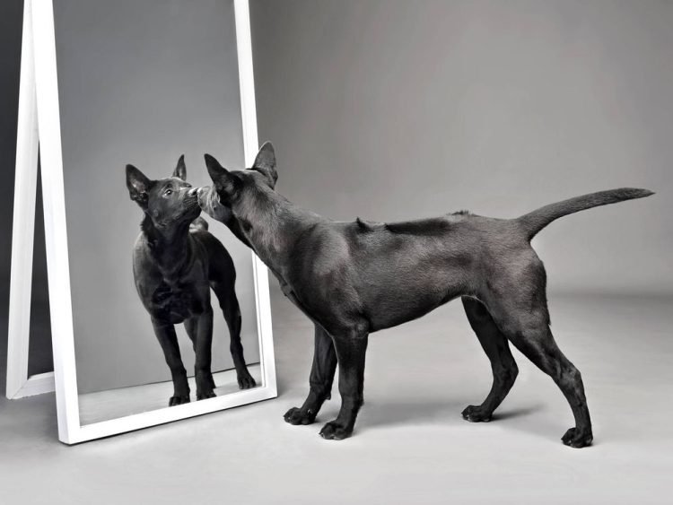 ¿Qué animales son capaces de reconocerse en el espejo?