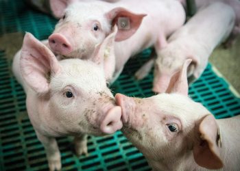 Reino Unido reporta el primer caso humano de nueva cepa de gripe porcina (H1N2)