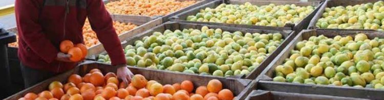 FUERON IMPORTADAS A MÉXICO Alertan contaminación en frutas de EUA